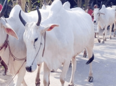 Cow trouble: 4 Bangladeshi nationals arrested by Indian security officials 